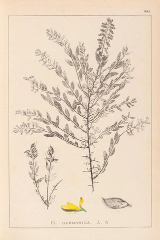 Herbier de la flore française Pl0185 - Louis Antoine Cusin — artwork view