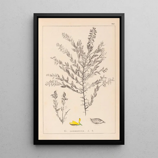 Herbier de la flore française Pl0185 - Louis Antoine Cusin — framed artwork on a wall