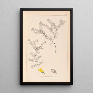 Herbier de la flore française Pl0186 - Louis Antoine Cusin — framed artwork on a wall