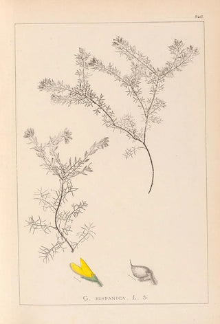 Herbier de la flore française Pl0186 - Louis Antoine Cusin — artwork view