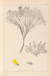 Herbier de la flore française Pl0187 - Louis Antoine Cusin — artwork view