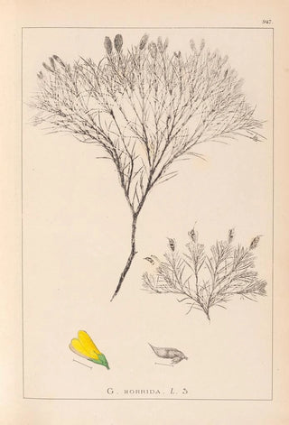 Herbier de la flore française Pl0187 - Louis Antoine Cusin — artwork view