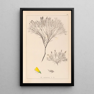Herbier de la flore française Pl0187 - Louis Antoine Cusin — framed artwork on a wall