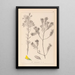 Herbier de la flore française Pl0188 - Louis Antoine Cusin — framed artwork on a wall
