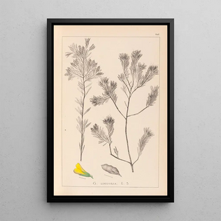 Herbier de la flore française Pl0188 - Louis Antoine Cusin — framed artwork on a wall