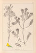 Herbier de la flore française Pl0188 - Louis Antoine Cusin — artwork view