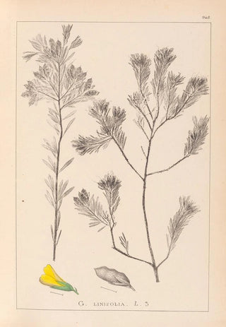 Herbier de la flore française Pl0188 - Louis Antoine Cusin — artwork view