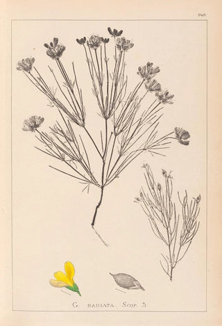 Herbier de la flore française Pl0189 - Louis Antoine Cusin — artwork view