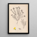 Herbier de la flore française Pl0189 - Louis Antoine Cusin — framed artwork on a wall