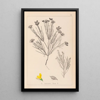 Herbier de la flore française Pl0189 - Louis Antoine Cusin — framed artwork on a wall
