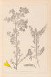 Herbier de la flore française Pl0190 - Louis Antoine Cusin — artwork view