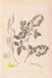 Herbier de la flore française Pl0191 - Louis Antoine Cusin — artwork view