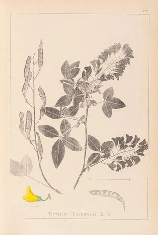 Herbier de la flore française Pl0191 - Louis Antoine Cusin — artwork view
