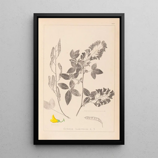 Herbier de la flore française Pl0191 - Louis Antoine Cusin — framed artwork on a wall