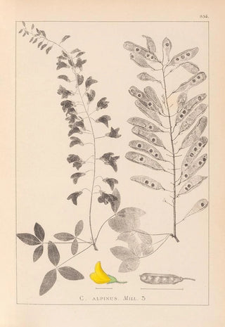 Herbier de la flore française Pl0192 - Louis Antoine Cusin — artwork view