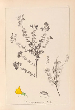 Herbier de la flore française Pl0193 - Louis Antoine Cusin — artwork view