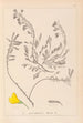 Herbier de la flore française Pl0194 - Louis Antoine Cusin — artwork view