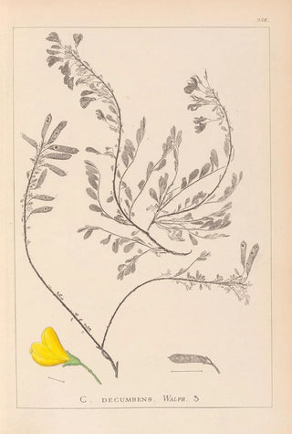 Herbier de la flore française Pl0194 - Louis Antoine Cusin — artwork view