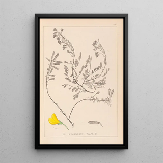 Herbier de la flore française Pl0194 - Louis Antoine Cusin — framed artwork on a wall