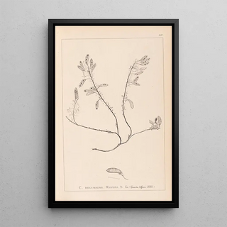 Herbier de la flore française Pl0195 - Louis Antoine Cusin — framed artwork on a wall