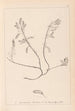 Herbier de la flore française Pl0195 - Louis Antoine Cusin — artwork view