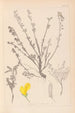 Herbier de la flore française Pl0196 - Louis Antoine Cusin — artwork view