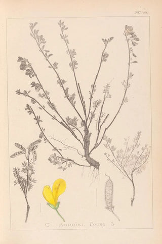 Herbier de la flore française Pl0196 - Louis Antoine Cusin — artwork view