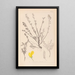 Herbier de la flore française Pl0196 - Louis Antoine Cusin — framed artwork on a wall