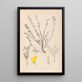 Herbier de la flore française Pl0196 - Louis Antoine Cusin — framed artwork on a wall