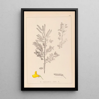 Herbier de la flore française Pl0197 - Louis Antoine Cusin — framed artwork on a wall