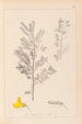 Herbier de la flore française Pl0197 - Louis Antoine Cusin — artwork view