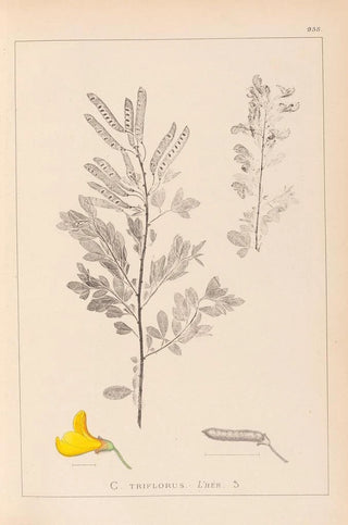 Herbier de la flore française Pl0197 - Louis Antoine Cusin — artwork view