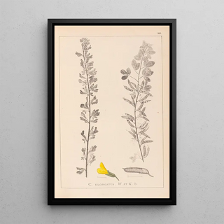 Herbier de la flore française Pl0198 - Louis Antoine Cusin — framed artwork on a wall