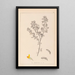 Herbier de la flore française Pl0199 - Louis Antoine Cusin — framed artwork on a wall