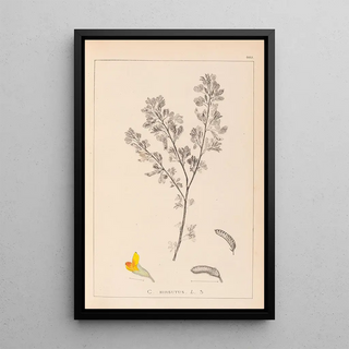 Herbier de la flore française Pl0199 - Louis Antoine Cusin — framed artwork on a wall