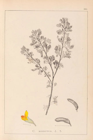 Herbier de la flore française Pl0199 - Louis Antoine Cusin — artwork view