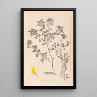 Herbier de la flore française Pl0200 - Louis Antoine Cusin — framed artwork on a wall