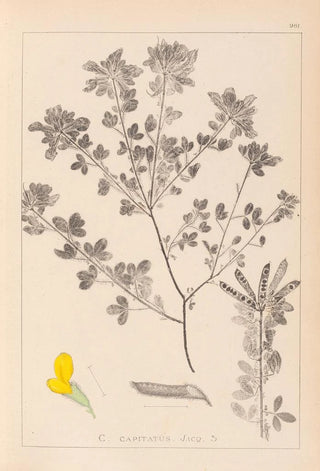 Herbier de la flore française Pl0200 - Louis Antoine Cusin — artwork view