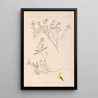 Herbier de la flore française Pl0201 - Louis Antoine Cusin — framed artwork on a wall