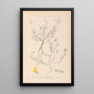 Herbier de la flore française Pl0202 - Louis Antoine Cusin — framed artwork on a wall