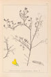 Herbier de la flore française Pl0203 - Louis Antoine Cusin — artwork view