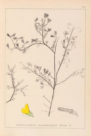 Herbier de la flore française Pl0203 - Louis Antoine Cusin — artwork view
