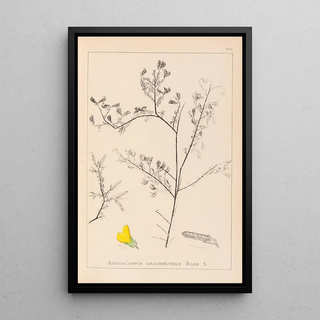 Herbier de la flore française Pl0203 - Louis Antoine Cusin — framed artwork on a wall