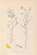 Herbier de la flore française Pl0204 - Louis Antoine Cusin — artwork view