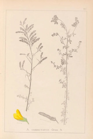 Herbier de la flore française Pl0204 - Louis Antoine Cusin — artwork view