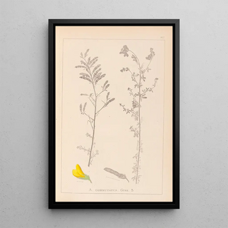Herbier de la flore française Pl0204 - Louis Antoine Cusin — framed artwork on a wall