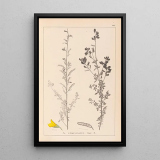 Herbier de la flore française Pl0205 - Louis Antoine Cusin — framed artwork on a wall