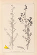 Herbier de la flore française Pl0205 - Louis Antoine Cusin — artwork view
