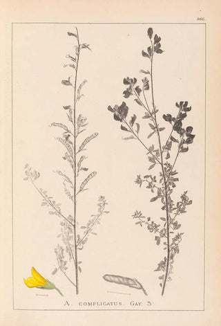 Herbier de la flore française Pl0205 - Louis Antoine Cusin — artwork view