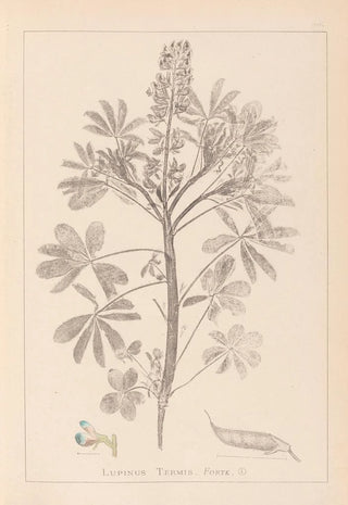 Herbier de la flore française Pl0206 - Louis Antoine Cusin — artwork view